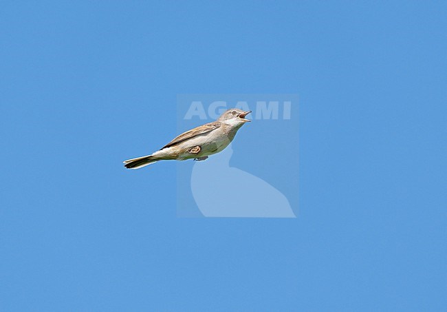 Adult male Common Whitethroat (Sylvia communis) in song flight, singing and flying against a blue sky, showing underside stock-image by Agami/Ran Schols,