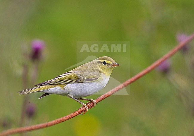 First-winter Wood Warbler (Phylloscopus sibilatrix) during autumn migration on the Shetlands islands, Scotland. stock-image by Agami/Hugh Harrop,