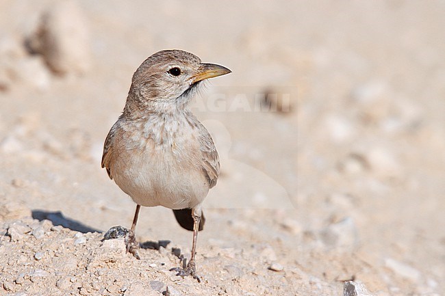 Desert Lark (Ammomanes deserti taimuri) taken the 24/02/2023 at Mascate - Oman. stock-image by Agami/Nicolas Bastide,