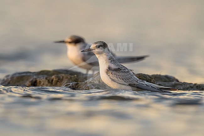 Immature Little Tern, Sternula albifrons, in Italy. stock-image by Agami/Daniele Occhiato,