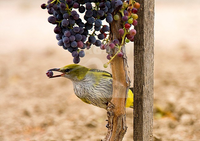Female Eurasian Golden Oriole (Oriolus oriolus) in a wineyard in Toledo, Spain. Stealing red wine grapes. stock-image by Agami/Oscar Díez,