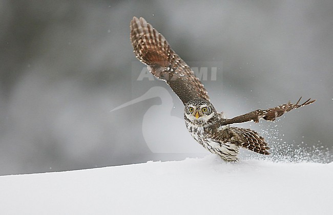 Pygmy Owl (glaucidium passerinum)Kuusamo Finland February 2016 stock-image by Agami/Markus Varesvuo,