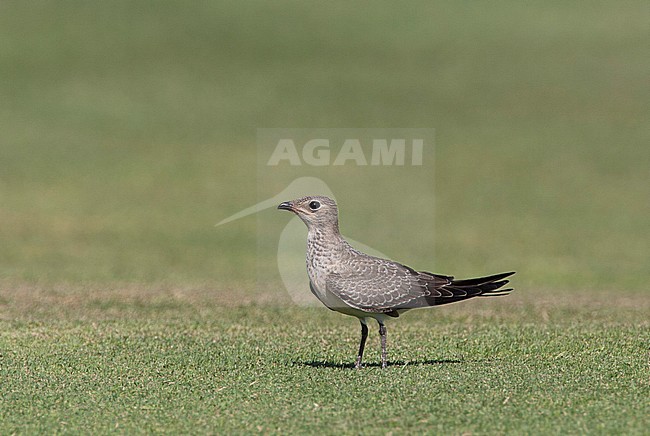 Juvenile Collared Pratincole (Glareola pratincola) resting on El Gouna golf course stock-image by Agami/Edwin Winkel,