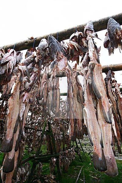Stokvis op IJsland, Stockfish on Iceland stock-image by Agami/Menno van Duijn,