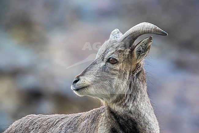 Female Himalayan Blue Sheep (Pseudois nayaur) steady in Rumbak valley, Ladakh, India. stock-image by Agami/Vincent Legrand,