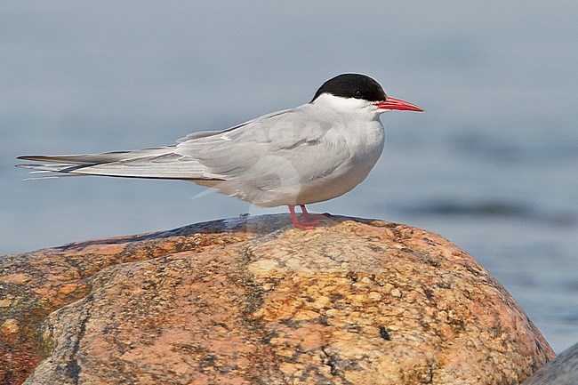 Arctic Tern (Strena paradisaea) perched on a rock in Churchill, Manitoba, Canada. stock-image by Agami/Glenn Bartley,