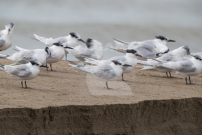 Sandwich Tern (Thalassaeus sandvicensis), flock in winter resting on the shore stock-image by Agami/Saverio Gatto,