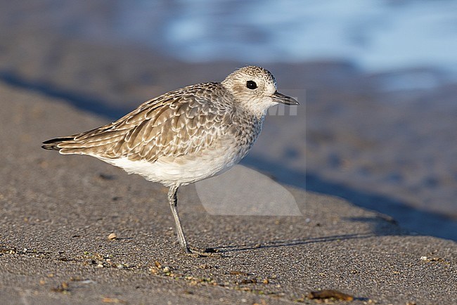 Grey Plover (Pluvialis squatarola), side view of a juvenile standing on the sand, Campania, Italy stock-image by Agami/Saverio Gatto,