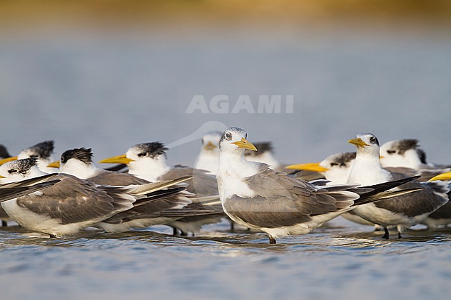 Greater Crested Tern - Eilseeschwalbe - Thalasseus bergii velox, Oman stock-image by Agami/Ralph Martin,
