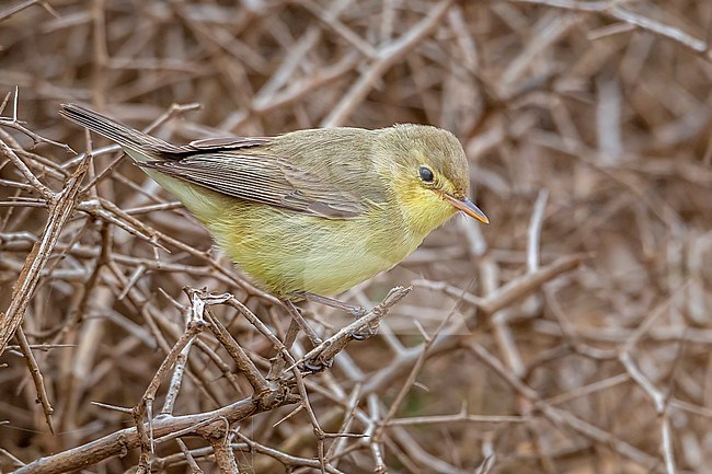 Melodious Warbler (Hyppolais polyglotta) perched on a bush in Morocco. stock-image by Agami/Vincent Legrand,