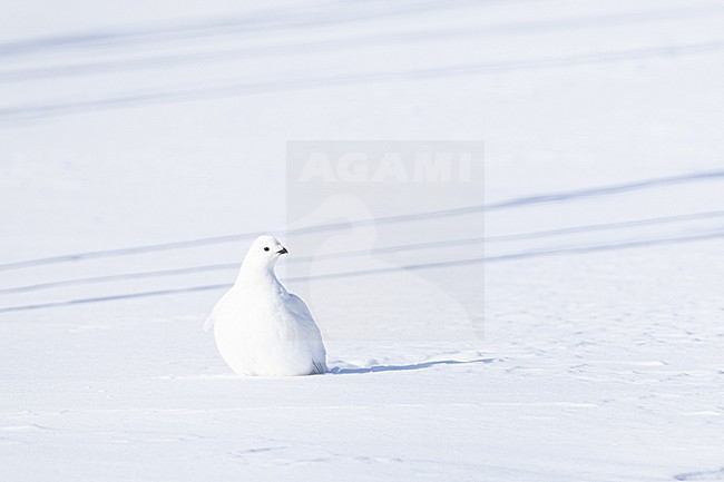  stock-image by Agami/Menno van Duijn,