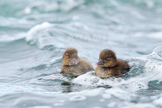 Greater Scaup, Toppereend,  marila ssp. marila, Iceland, duckling stock-image by Agami/Ralph Martin,