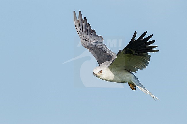 Adult
Galveston Co., TX
April 2012 stock-image by Agami/Brian E Small,