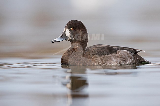 Hybrid Common Pochard x Tufted Duck, Hybride Kuifeend x Tafeleend, Aythya ferina x A. fuligula, France, adult female stock-image by Agami/Ralph Martin,