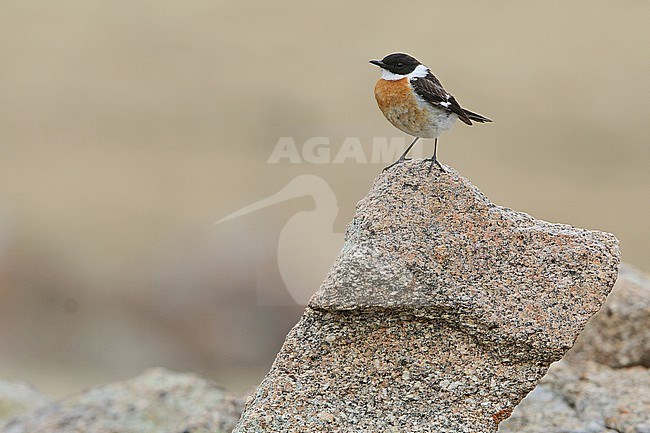 Male White-throated bush chat (Saxicola insignis), also known as Hodgson's bushchat, in Mongolia. stock-image by Agami/James Eaton,