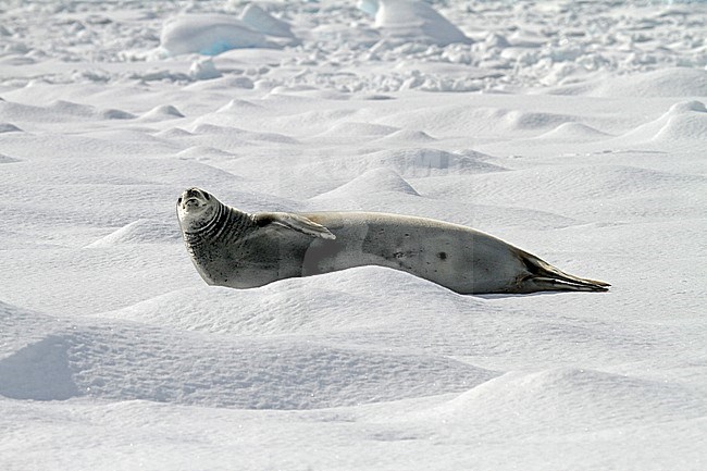 Crabeater seal perched on ice stock-image by Agami/Pete Morris,
