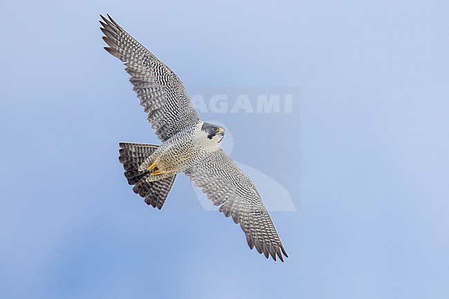 Peregrine Falcon (Falco peregrinus calidus), adult female in flight seen from below, Finnmark, Norway stock-image by Agami/Saverio Gatto,