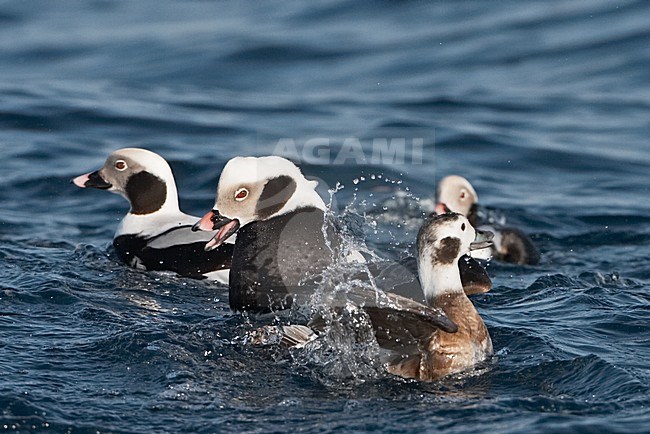 IJseend mannetjes vechtend; Long-tailed Duck males fighting stock-image by Agami/Jari Peltomäki,