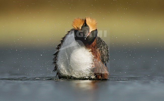 Kuifduiker in zomerkleed; Horned Grebe in summer plumage stock-image by Agami/Menno van Duijn,