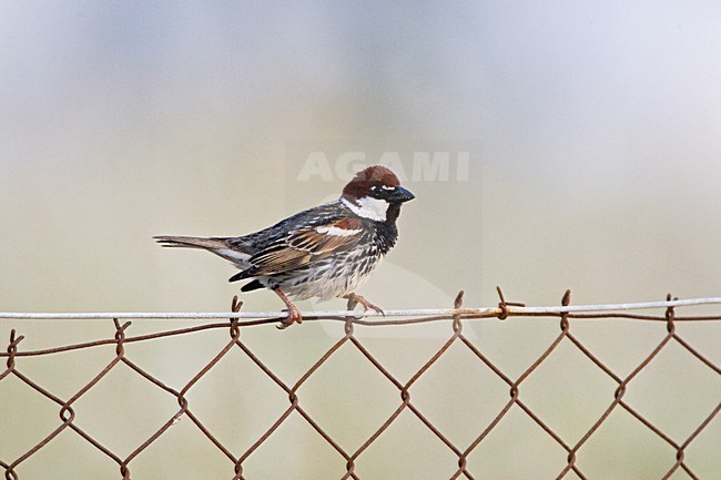 Mannetje Spaanse Mus op een hek; Male Spanish Sparrow on a fench stock-image by Agami/Marc Guyt,