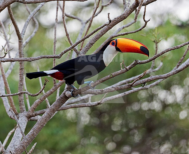 Toco Toucan, Ramphastos toco, adult perched in a tree in the Pantanal, Brazil stock-image by Agami/Andy & Gill Swash ,