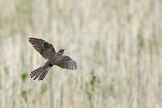 Immature Common Cuckoo (Cuculus canorus) during autumn migration in the Netherlands. stock-image by Agami/Fred Visscher,