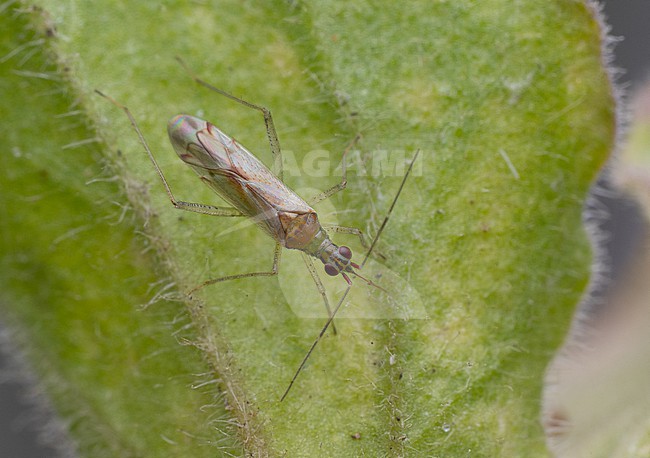 Imago Dicyphus epilobii stock-image by Agami/Arnold Meijer,