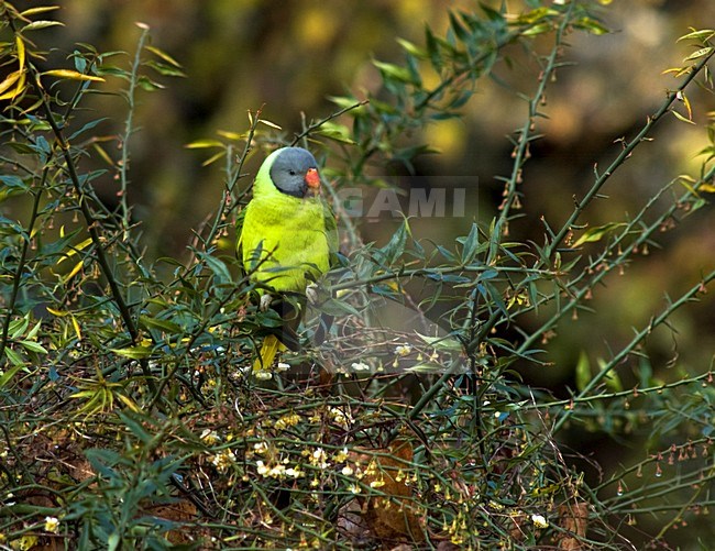 Grijskopparkiet, Himalayan Parakeet, Slaty-headed Parakeet, Psittacula himalayana stock-image by Agami/Marc Guyt,