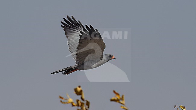 Side view of an adult Dark Chanting Goshawk (Melierax metabates) in flight. Gambia, Africa stock-image by Agami/Markku Rantala,