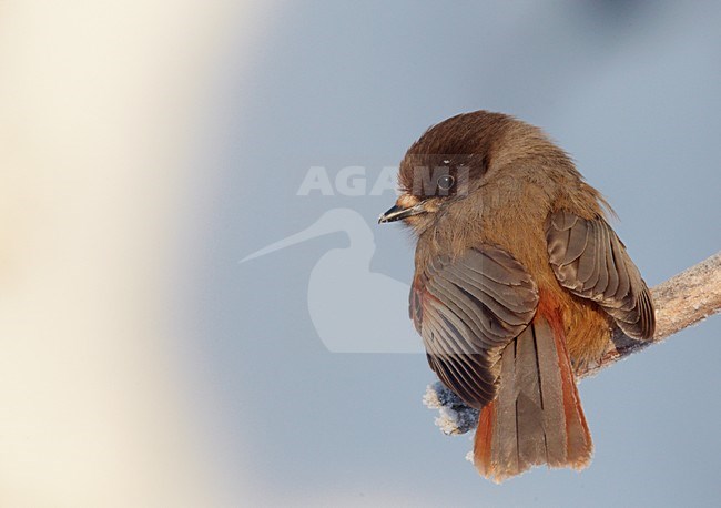 Taigagaai op een tak, Siberian Jay on a branch stock-image by Agami/Markus Varesvuo,