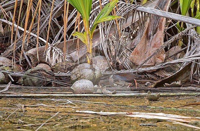 Spotless Crake (Zapornia tabuensis) in the southern pacific ocean. stock-image by Agami/Pete Morris,