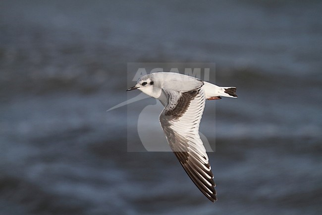 Dwergmeeuw in eerste winterkleed; First winter Little Gull in flight stock-image by Agami/Chris van Rijswijk,