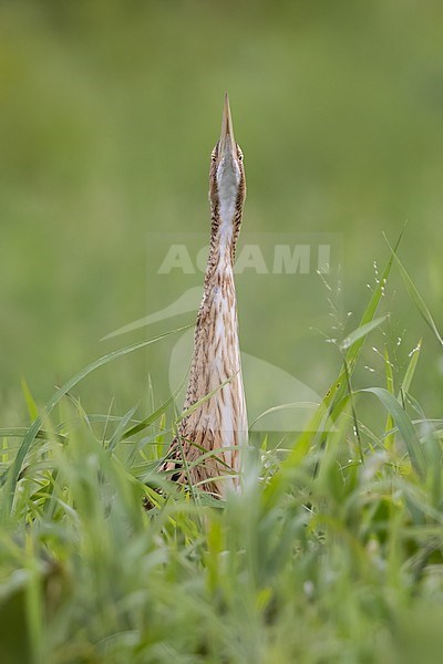 Pinnated Bittern (Botaurus pinnatus)  in El Salvador stock-image by Agami/Dubi Shapiro,