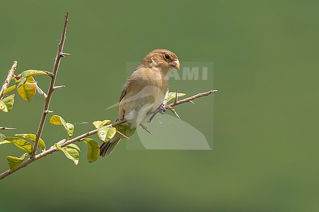 Tropeiro Seedeater (Sporophila beltoni) adult female perched on a thin, spiny branch in a bush in southern Brazil, with plain background. This species is categorized as Vulnerable by BirdLife stock-image by Agami/Andy & Gill Swash ,