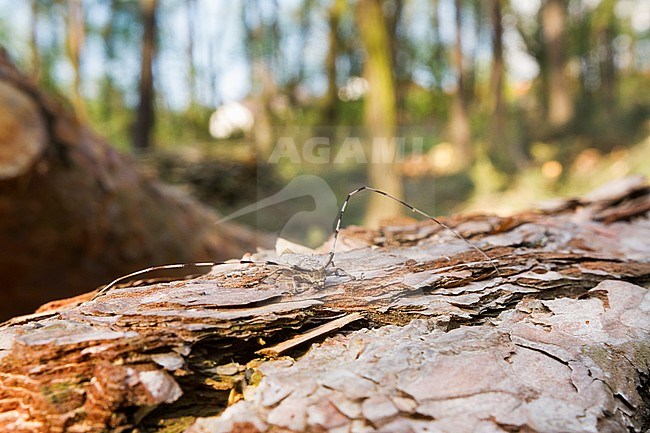 Acanthocinus aedilis - Timberman beetle - Zimmermannsbock, Poland, imago, male stock-image by Agami/Ralph Martin,
