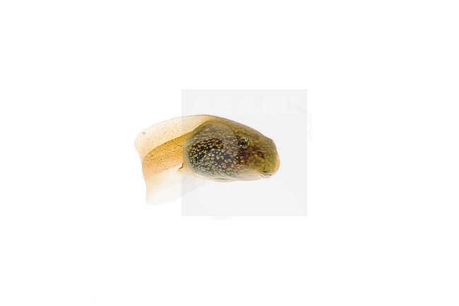 Water Frog, Pelophylax spec stock-image by Agami/Theo Douma,