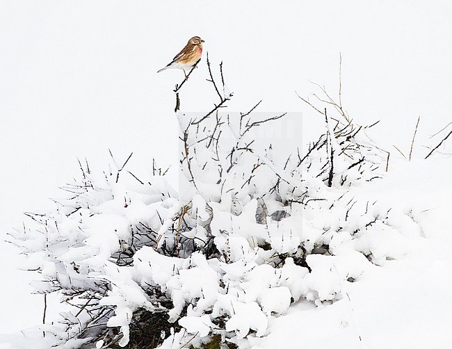 Kneu, Common Linnet, Carduelis cannabina adult male in snow covered bush in early spring stock-image by Agami/Menno van Duijn,