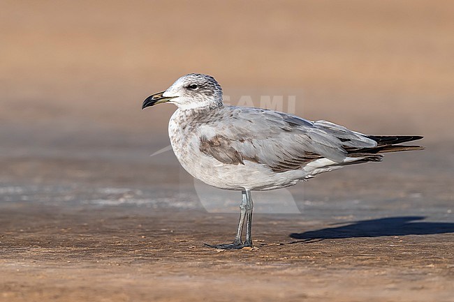 Second calender year Audouin's Gull (Ichthyaetus audouinii) sitting on a beach in Lamhiriz harbour, Western Sahara, Morocco. stock-image by Agami/Vincent Legrand,