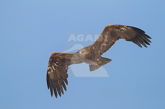 Steppe Eagle - Steppenadler - Aquila nipalensis, Oman, 5th cy stock-image by Agami/Ralph Martin,