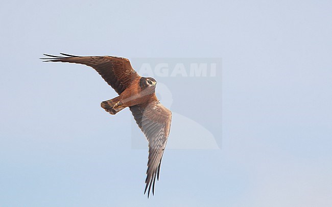 Juvenile Montagu's Harrier (Circus pygargus) in flight at Ballum, Southern Jutland, Denmark stock-image by Agami/Helge Sorensen,