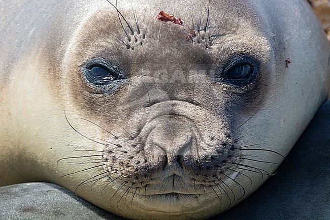 Close up portrait of a southern elephant seal, Mirounga leonina, looking into camera. Sea Lion Island, Falkland Islands stock-image by Agami/Sergio Pitamitz,