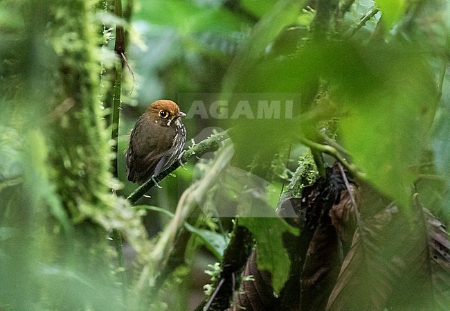 Peruvian Antpitta (Grallaricula peruviana) perched in understory of Ecuadorian tropical moist montane forest on the east slope of the Andes. stock-image by Agami/Dani Lopez-Velasco,
