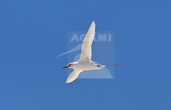 The Red-tailed Tropicbird is an iconic bird of the tropics, where it breeds in bushes at the beach. This photo was taken at paradise island Nosy Ve at Madagascar. stock-image by Agami/Eduard Sangster,