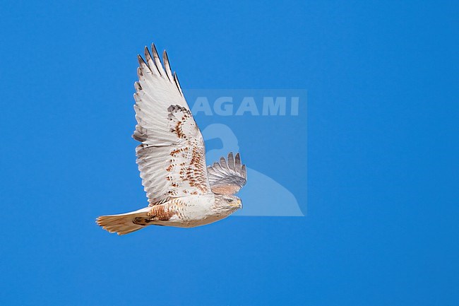 Adult
Los Angeles Co., CA
January 2023 stock-image by Agami/Brian E Small,