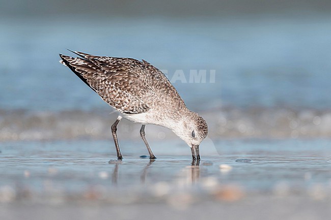  stock-image by Agami/Marcel Burkhardt,