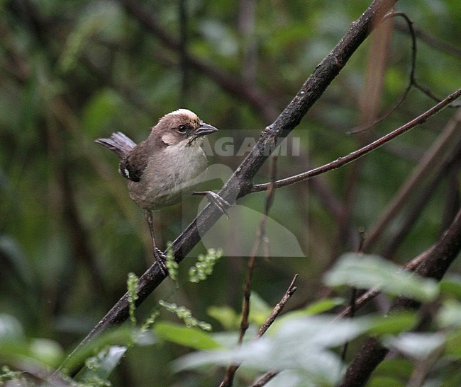 Endangered Pale-headed brush finch (Atlapetes pallidiceps) on feeding station in Yunguilla reserve in southern Ecuador. The population of the pale-headed brush finch is currently increasing. stock-image by Agami/Pete Morris,