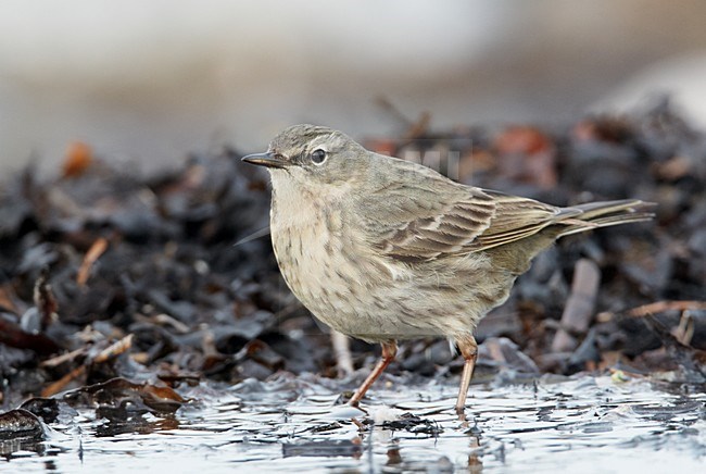 Oeverpieper aan de kust; Rock Pipit on the coast stock-image by Agami/Markus Varesvuo,