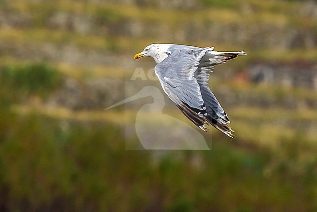 Putative adult American Herring Gull flying over the Black Beach in Corvo, Azores. October 22, 2018. stock-image by Agami/Vincent Legrand,