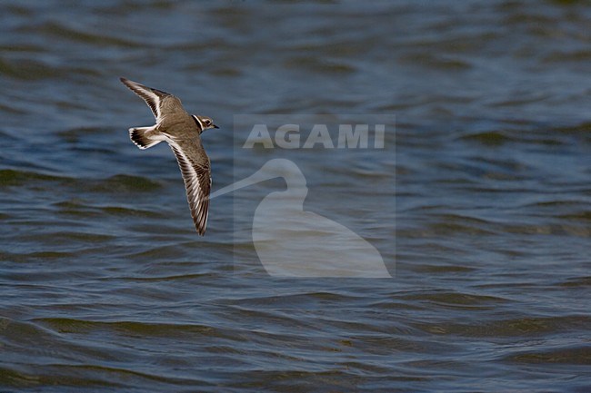 Bontbekplevier in de vlucht; Common Ringed Plover in flight stock-image by Agami/Daniele Occhiato,