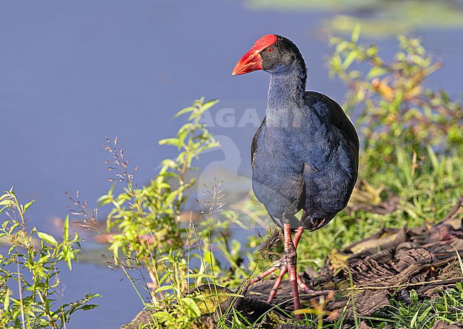 Adult Australasian swamphen (Porphyrio melanotus melanopterus) in Papua New Guinea. stock-image by Agami/Pete Morris,